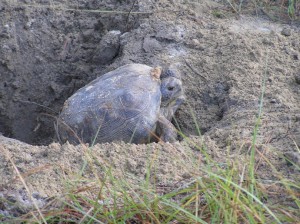 Gopher Tortoise